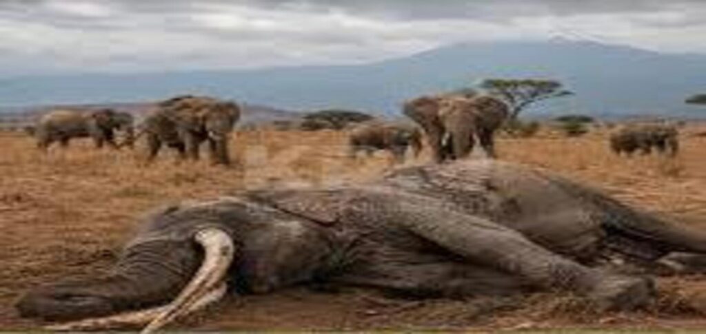 Kenya Elephant Deaths Under Investigation After 15 Die