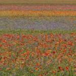 Castelluccio Lentil Bloom Turns an Italian Mountainside Into a Sea of Colour Every Summer