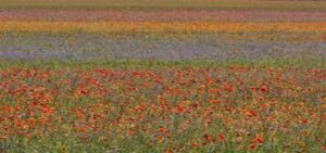 Castelluccio Lentil Bloom Turns an Italian Mountainside Into a Sea of Colour Every Summer