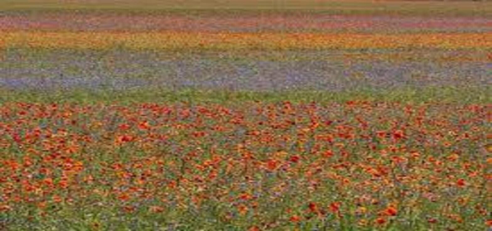 Castelluccio Lentil Bloom