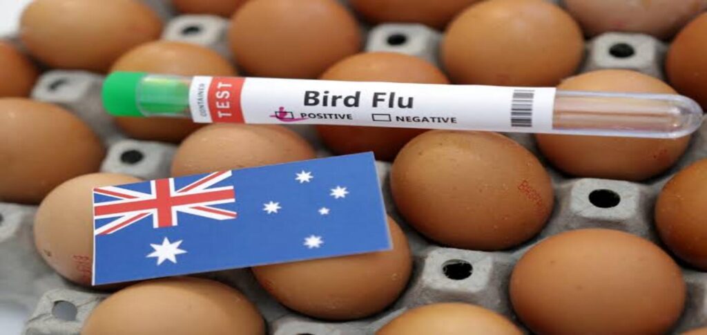 Australia confirms first H5N1 bird flu case in a wild mammal, a long-nosed fur seal in South Australia