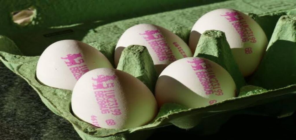 Belgium salmonella outbreak linked to contaminated eggs