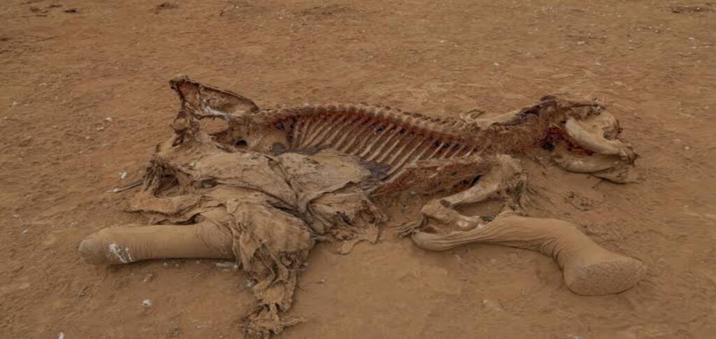 Cyanide poisoning suspected in deaths of 16 elephants in Kenya