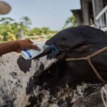 Mexico-US Cattle Trade Resumes Amid Screwworm Risk