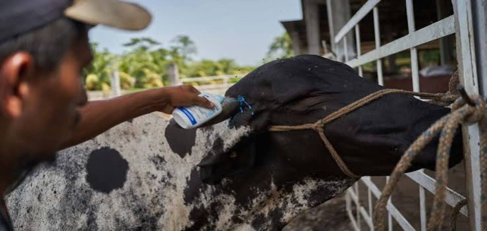 Mexico-US cattle trade resumes at the Arizona border