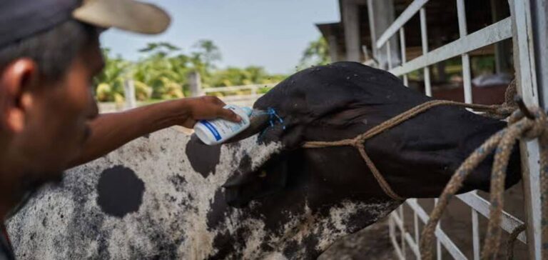 Mexico-US cattle trade resumes at the Arizona border