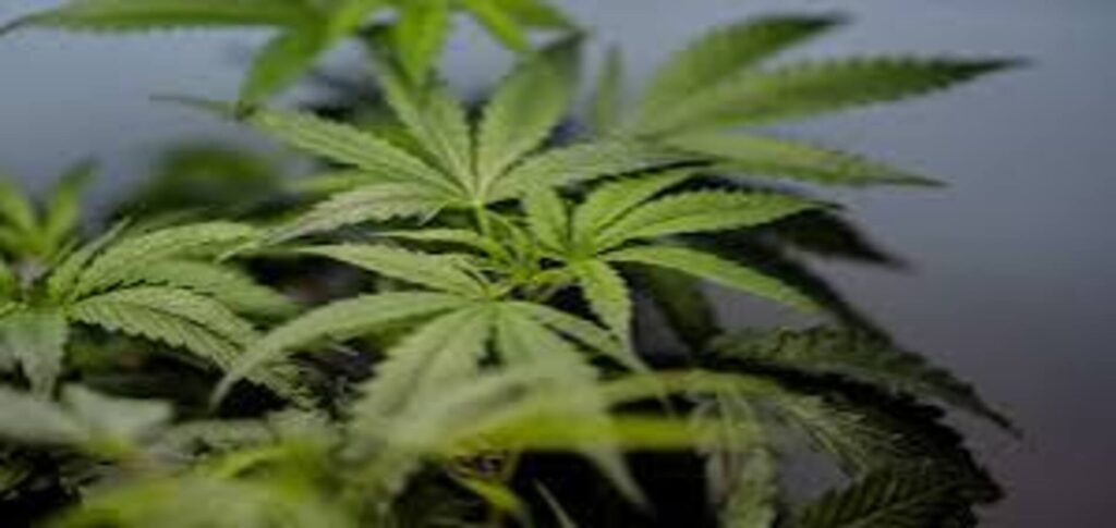 US hospital emergency room sees a rise in nausea and vomiting cases linked to frequent marijuana use and cannabis hyperemesis syndrome.