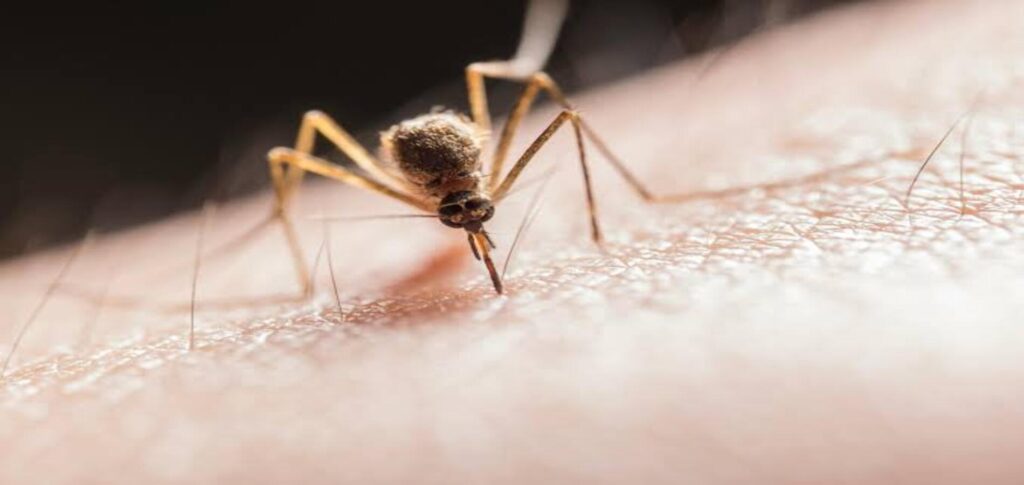 West Nile virus Netherlands mosquito under magnification