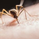 West Nile Virus Netherlands: One Death Reported