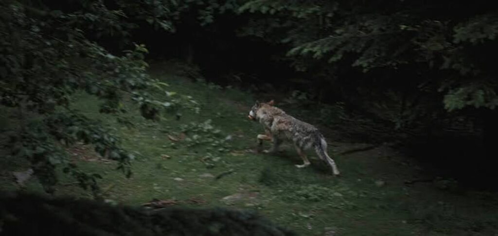 Wolf spotted in Italy after suspected attacks on tourists and children in Puglia
