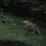 Wolf Sightings Italy Rise After Suspected Attacks