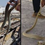 Dehradun Snake Rescues Rise as Cobra Cases Grow