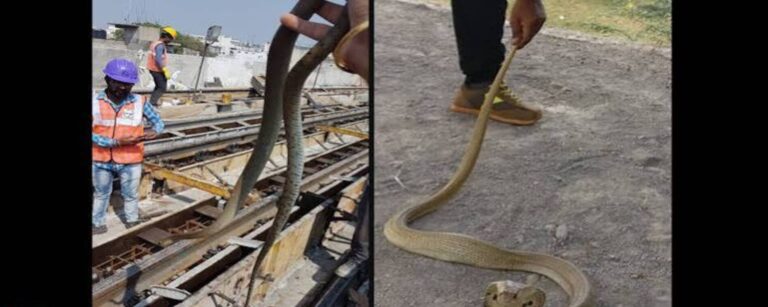 542 snakes rescued in Dehradun, including 112 venomous snakes.