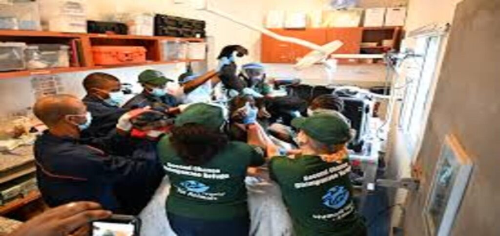 Liberia Chimpanzee Health Checks Aid Former Lab Chimps
