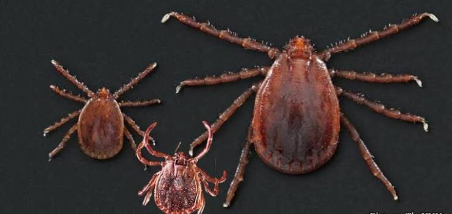 New tick-borne virus ALTNV identified in China
